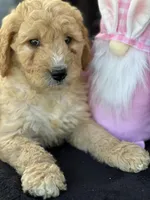 Deanna, a female Goldendoodle for sale in Lakeland, FL – Photo 1 of 10