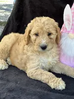 Deanna, a female Goldendoodle for sale in Lakeland, FL – Photo 9 of 10