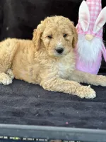 Deanna, a female Goldendoodle for sale in Lakeland, FL – Photo 4 of 10