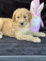 Deanna, a female Goldendoodle for sale in Lakeland, FL – Photo 3 of 10