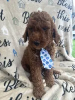 Chip, a male Labradoodle and Poodle - Standard  for sale in Lakeland, FL – 7 of 10