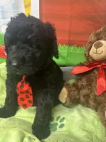 Maxwell 385, a male Bernedoodle and Miniature Bernedoodle for sale in Lakeland, FL – 10 of 10