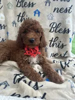 Rae-Rae -128, a female Labradoodle and Poodle - Standard  for sale in Lakeland, FL – 10 of 10