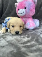 Bailey 577, a female Golden Retriever for sale in Lakeland, FL – 5 of 10