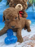 Isiah - 846, a male Poodle - Miniature  and Miniature Goldendoodle for sale in Lakeland, FL – Photo 6 of 10