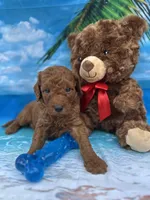 Isiah - 846, a male Poodle - Miniature  and Miniature Goldendoodle for sale in Lakeland, FL – Photo 4 of 10