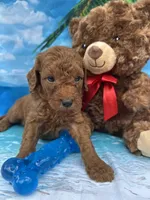 Isiah - 846, a male Poodle - Miniature  and Miniature Goldendoodle for sale in Lakeland, FL – Photo 8 of 10