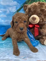 Isiah - 846, a male Poodle - Miniature  and Miniature Goldendoodle for sale in Lakeland, FL – Photo 5 of 10
