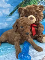Isiah - 846, a male Poodle - Miniature  and Miniature Goldendoodle for sale in Lakeland, FL – Photo 7 of 10