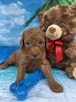 Isiah - 846, a male Poodle - Miniature  and Miniature Goldendoodle for sale in Lakeland, FL – Photo 9 of 10