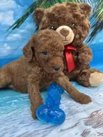 Isiah - 846, a male Poodle - Miniature  and Miniature Goldendoodle for sale in Lakeland, FL – Photo 10 of 10