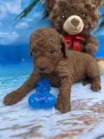 Isiah - 846, a male Poodle - Miniature  and Miniature Goldendoodle for sale in Lakeland, FL – Photo 1 of 10