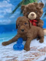 Isiah - 846, a male Poodle - Miniature  and Miniature Goldendoodle for sale in Lakeland, FL – Photo 3 of 10