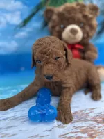Isiah - 846, a male Poodle - Miniature  and Miniature Goldendoodle for sale in Lakeland, FL – Photo 2 of 10