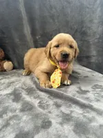 Bingo -192, a male Golden Retriever for sale in Lakeland, FL – 9 of 10