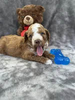 Bear 127, a male Aussiedoodle and Poodle - Miniature  for sale in Lakeland, FL – 4 of 10