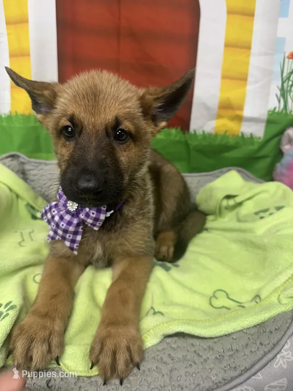Keaira 381 – Belgian Malinois, German Shepherd Dog puppy for sale in Lakeland, FL