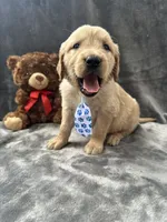 Bruno -195, a male Golden Retriever for sale in Lakeland, FL – 10 of 10