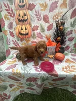 Nova 378, a female Poodle - Miniature  and Miniature Goldendoodle for sale in Lakeland, FL – 4 of 10