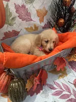 Bridgette 579, a female Golden Retriever for sale in Lakeland, FL – 6 of 10