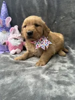 Betty Lou - 199, a female Golden Retriever for sale in Lakeland, FL – 10 of 10