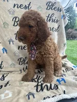 Clyde - 129, a male Labradoodle and Poodle - Standard  for sale in Lakeland, FL – 5 of 10