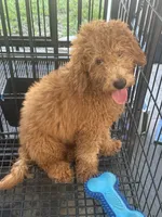 Nate, a male Poodle - Miniature  and Miniature Goldendoodle for sale in Lakeland, FL – 9 of 10