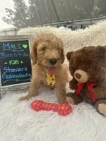 Tyson -324, a male Goldendoodle and Poodle - Standard  for sale in Lakeland, FL – 4 of 10