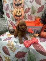 Nicole 379, a female Poodle - Miniature  and Miniature Goldendoodle for sale in Lakeland, FL – 4 of 9