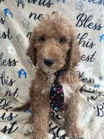 Rocky -322, a male Labradoodle and Poodle - Standard  for sale in Lakeland, FL – 8 of 10