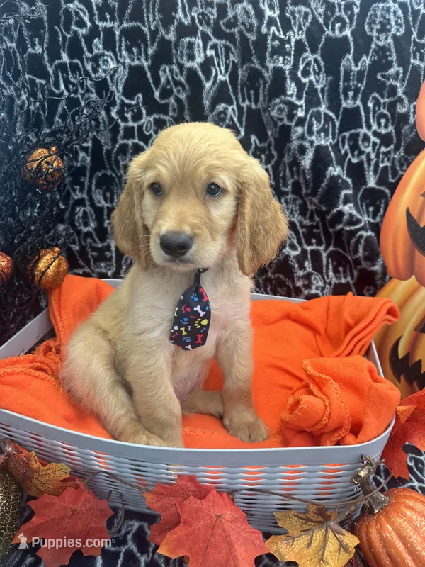 Male – Labradoodle, Golden Retriever puppy for sale in Lakeland, FL