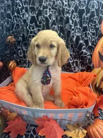 Male, a male Labradoodle and Golden Retriever for sale in Lakeland, FL – 3 of 10