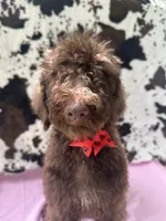 Sophie  - 337, a female Labradoodle and Poodle - Standard  for sale in Lakeland, FL – 4 of 10