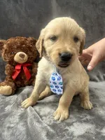 Bruno -195, a male Golden Retriever for sale in Lakeland, FL – 8 of 10