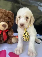 Samuel - 330, a male Labradoodle and Poodle - Standard  for sale in Lakeland, FL – 1 of 10