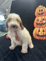 Duke 391 F1b , a male Goldendoodle and Poodle - Miniature  for sale in Lakeland, FL – 10 of 10