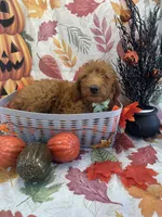Dixie 399 F1b, a female Goldendoodle and Poodle - Miniature  for sale in Lakeland, FL – 10 of 10