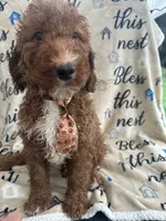 Reece -121, a male Labradoodle and Poodle - Standard  for sale in Lakeland, FL – 7 of 10
