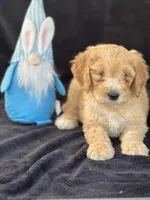 Devon’, a male Goldendoodle for sale in Lakeland, FL – Photo 5 of 10