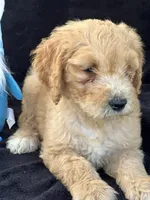 Devon’, a male Goldendoodle for sale in Lakeland, FL – Photo 9 of 10