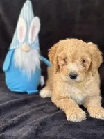 Devon’, a male Goldendoodle for sale in Lakeland, FL – Photo 8 of 10