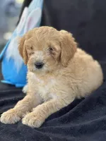 Devon’, a male Goldendoodle for sale in Lakeland, FL – Photo 6 of 10