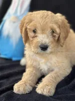 Devon’, a male Goldendoodle for sale in Lakeland, FL – Photo 3 of 10