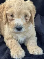 Devon’, a male Goldendoodle for sale in Lakeland, FL – Photo 10 of 10