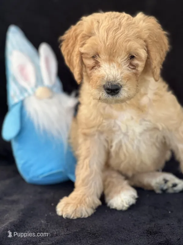 Devon’, a male Goldendoodle for sale in Lakeland, FL – Photo 1 of 10