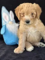 Devon’, a male Goldendoodle for sale in Lakeland, FL – Photo 1 of 10