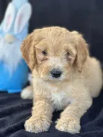 Devon’, a male Goldendoodle for sale in Lakeland, FL – Photo 2 of 10