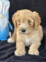 Devon’, a male Goldendoodle for sale in Lakeland, FL – Photo 4 of 10