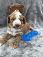 Bear 127, a male Aussiedoodle and Poodle - Miniature  for sale in Lakeland, FL – 2 of 10