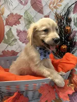 Bailey 860, a female Golden Retriever for sale in Lakeland, FL – 8 of 10